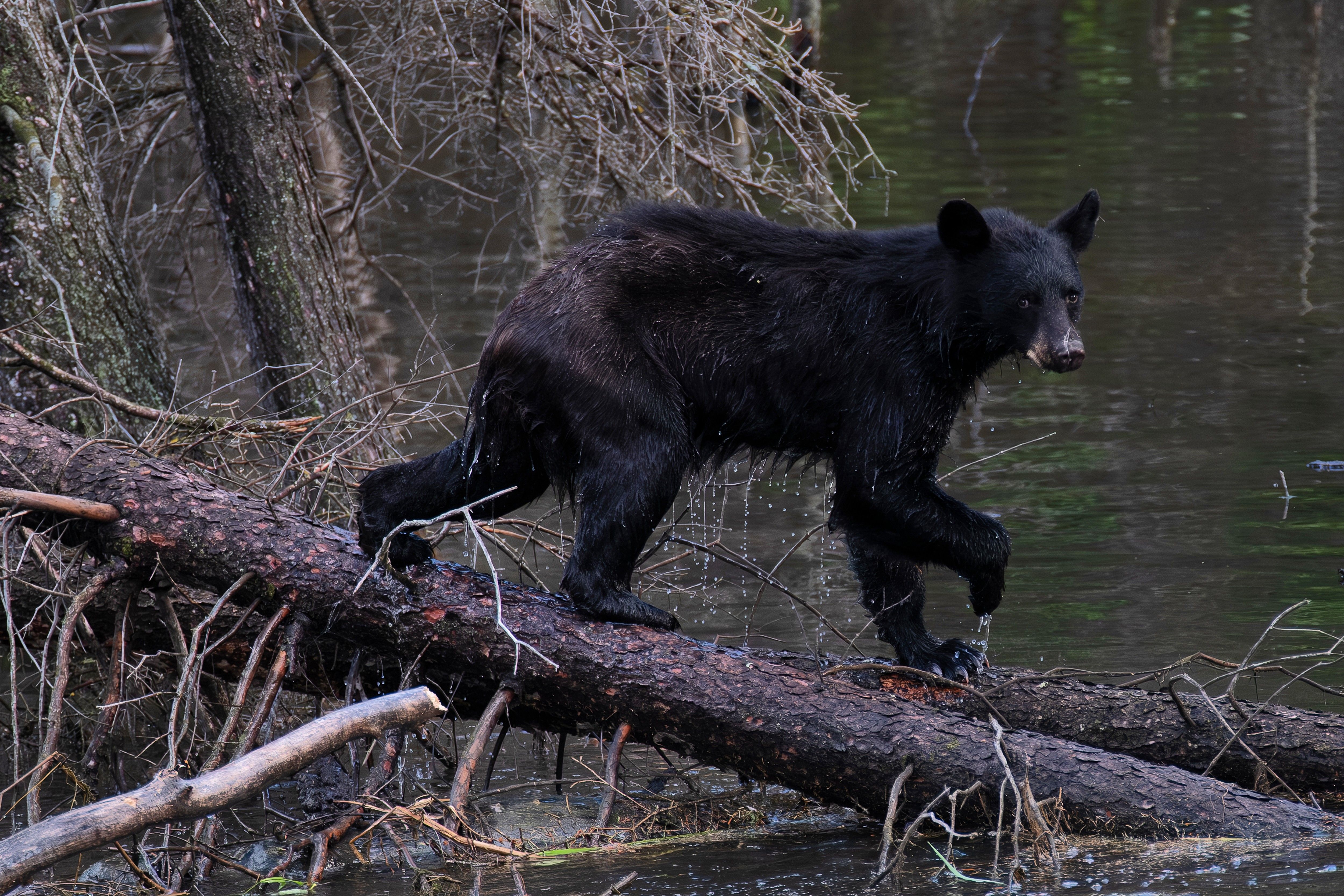 bear 2